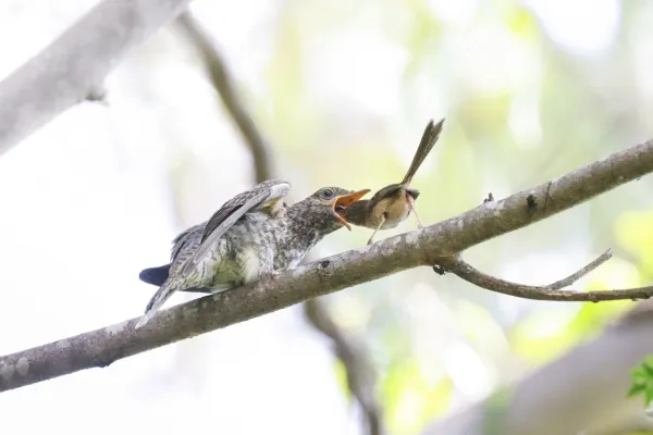 File:Cacomantis variolosus 245503851.jpg