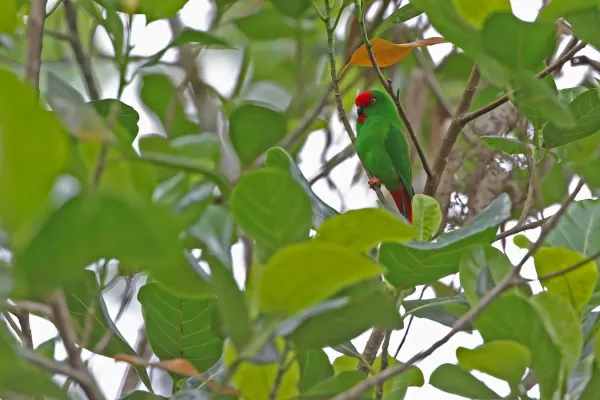 File:Loriculus catamene Male - September 2024.jpg