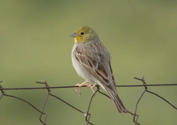 File:Cinereous Bunting (Emberiza cineracea), Lesvos, Greece, 17.04.2015 (17284201896) (cropped).jpg