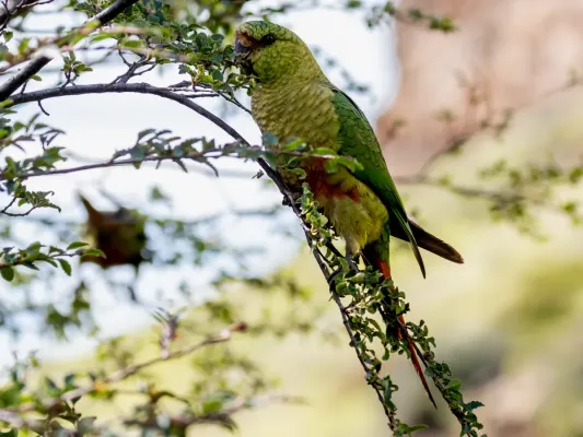 File:Enicognathus ferrugineus Austral Parakeet; El Chaltén, Santa Cruz, Argentina.jpg