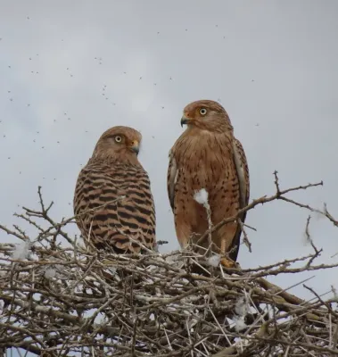 File:Falco rupicoloides 255859091.jpg
