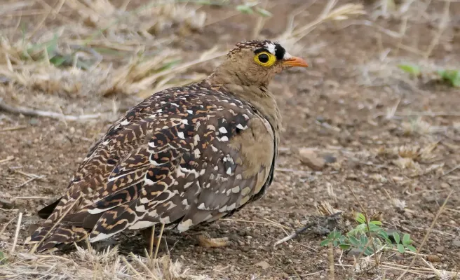 File:Double-banded Sandgrouse (Pterocles bicinctus) male.jpg