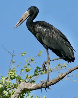 File:African Openbill (Anastomus lamelligerus) January 14, 2025.jpg