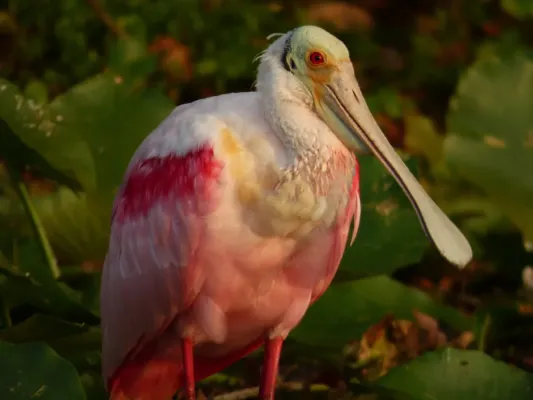 File:Roseate Spoonbill Platalea ajaja JG.jpg
