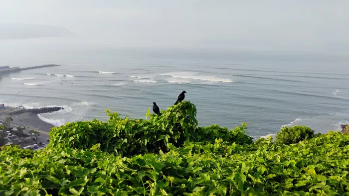 File:Tordos negros bríosos (Dives warczewiczi) en Miraflores, Lima 01.jpg