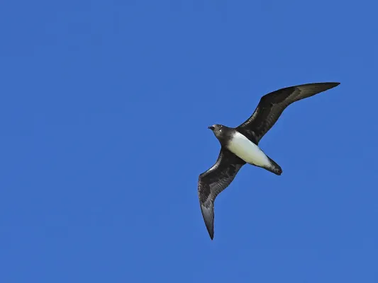 File:Pterodroma alba - June 2024.jpg