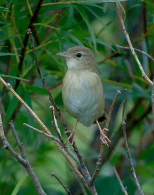 File:Locustella tacsanowskia - February 2020.jpg
