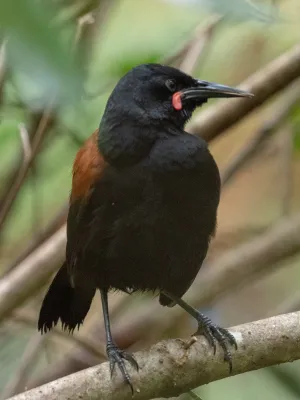 File:Philesturnus carunculatus 60398884.jpg
