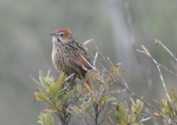 File:Sphenoeacus afer afer 435166238.jpg