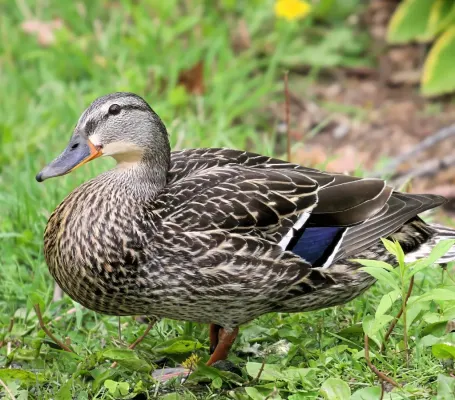 File:American Black Duck Anas rubripes female.jpg