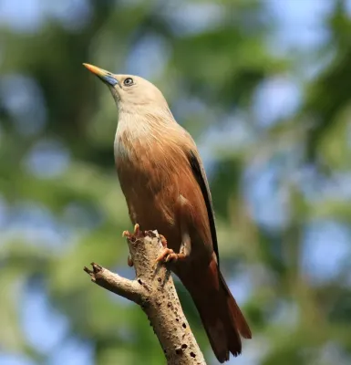File:Sturnia blythii 458184623.jpg