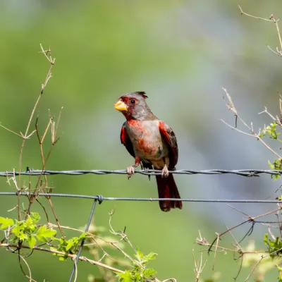File:Cardinalis sinuatus 448724559.jpg