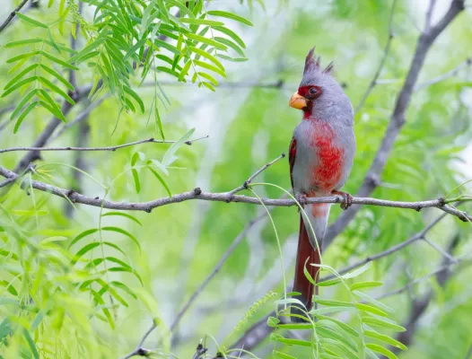 File:Cardinalis sinuatus 419228659.jpg