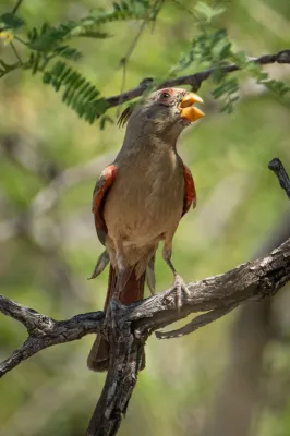 File:Cardinalis sinuatus 389289645.jpg