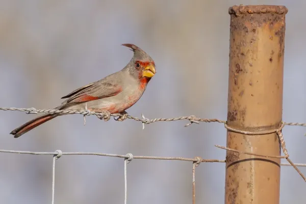 File:Cardinalis sinuatus 403440103.jpg