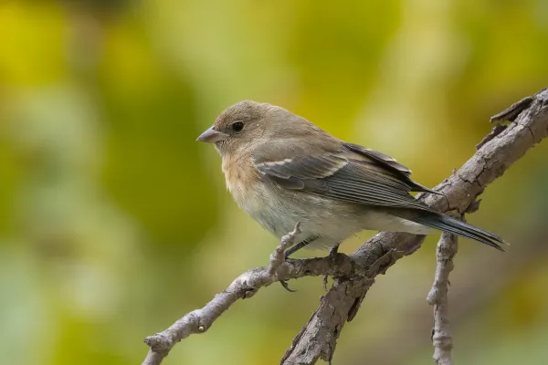 File:Passerina amoena 432725940.jpg