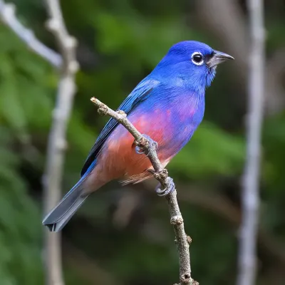 File:Passerina rositae 459432514.jpg