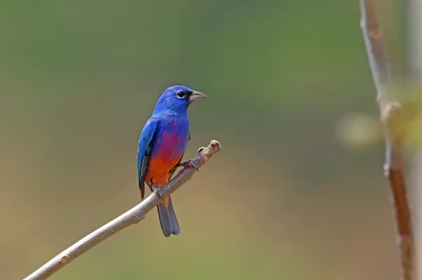 File:Passerina rositae 2029309.jpg