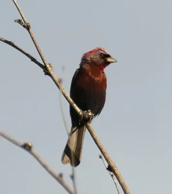 File:Passerina versicolor 311281908.jpg