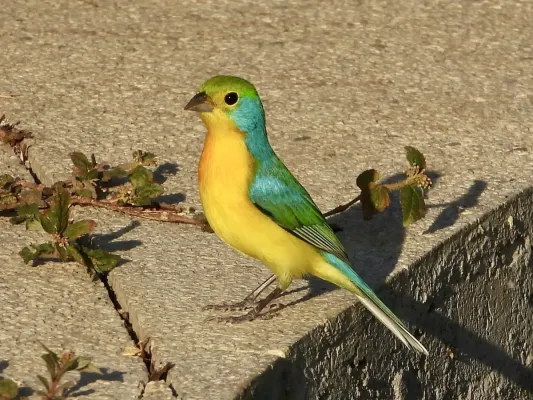File:Passerina leclancherii 255870645.jpg