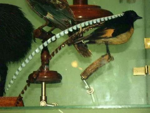 File:AMNH Pteridophora alberti 00.jpg