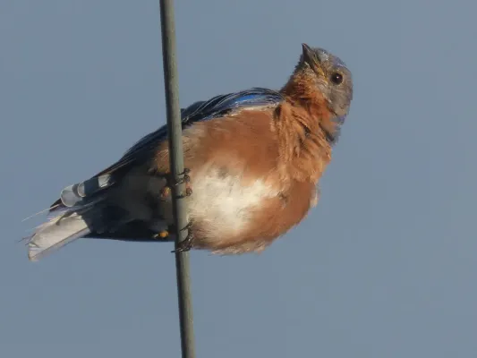 File:Eastern Bluebird (Sialia sialis bermudensis) in Bermuda, from below.jpg