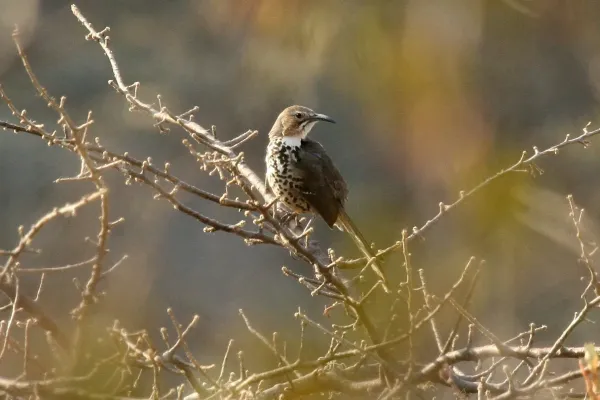 File:Toxostoma ocellatum.jpg