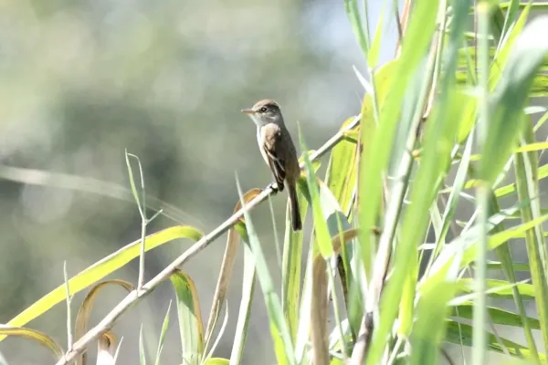 File:Empidonax albigularis.jpg