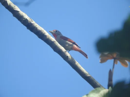 File:Piranga roseogularis 255197742.jpg