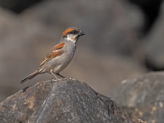 File:Passer insularis - November 2023.jpg