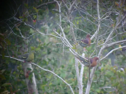 File:Treron fulvicollis 351192316.jpg