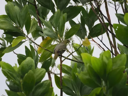 File:Treron fulvicollis 426752875.jpg