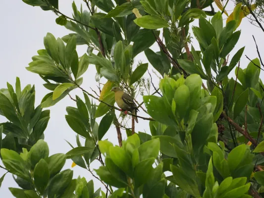 File:Treron fulvicollis 426752712.jpg