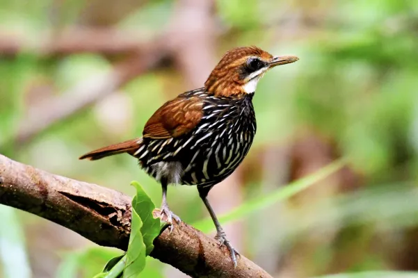File:Falcated Wren-Babbler Ptilocichla falcata.jpg
