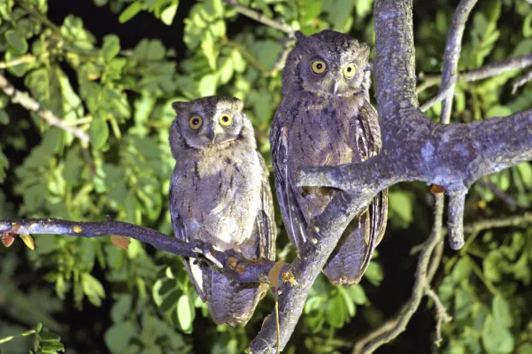 File:Mantanani Scops-Owl Otus mantananensis.jpg