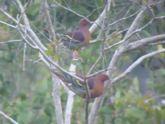 File:Treron fulvicollis 351192316 (cropped).jpg