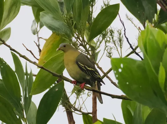 File:Treron fulvicollis 426752712 (cropped).jpg