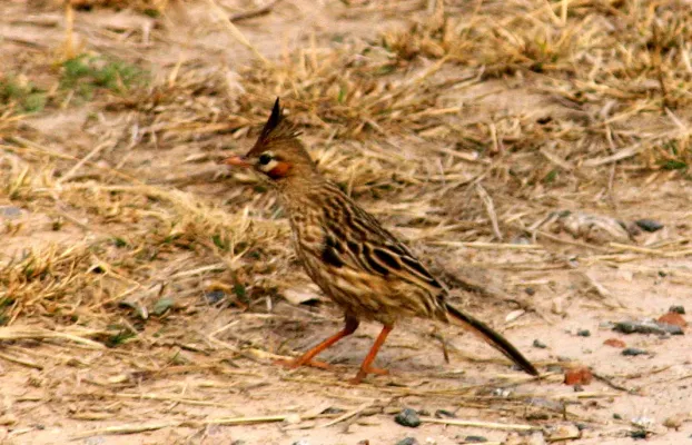 File:Lark-like brushrunner (Coryphistera alaudina).jpg