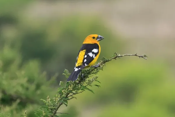 File:Pheucticus chrysogaster 248753381.jpg