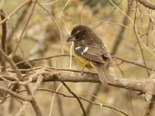 File:Pheucticus aureoventris 237684433.jpg