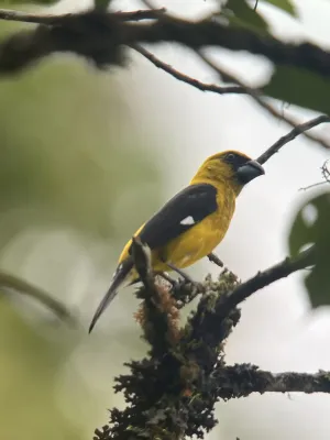 File:Pheucticus tibialis 361139817.jpg