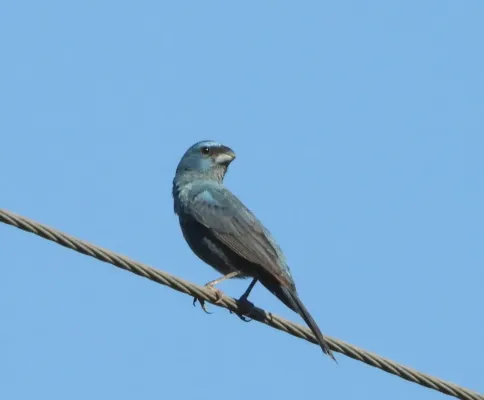 File:Cyanoloxia glaucocaerulea 58160488.jpg