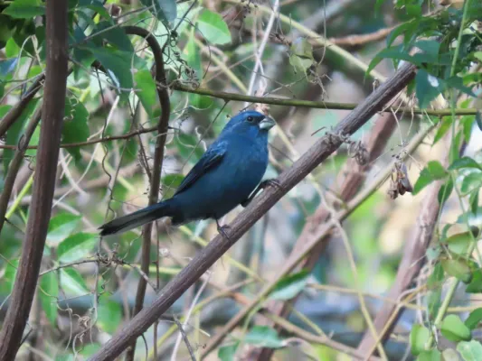 File:Cyanoloxia glaucocaerulea 394980087.jpg