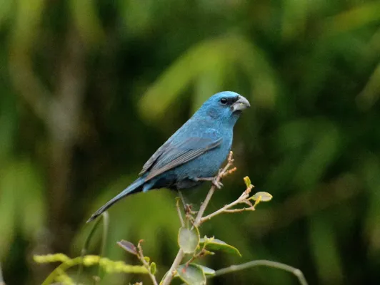 File:Cyanoloxia glaucocaerulea 410451311.jpg
