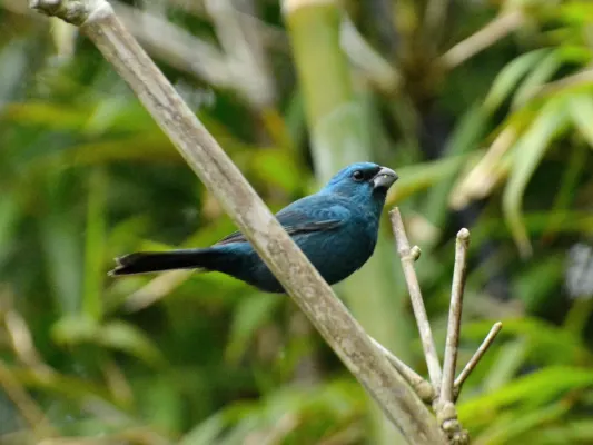 File:Cyanoloxia glaucocaerulea 410451181.jpg