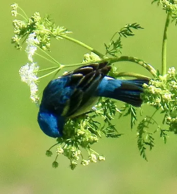 File:Passerina amoena - Irene - 379529079.jpeg