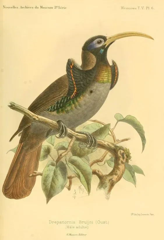 File:Drepanornis bruijnii.jpg