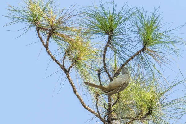 File:Pycnonotus blanfordi - Wich’yanan (Jay) Limparungpatthanakij - 173302394.jpeg