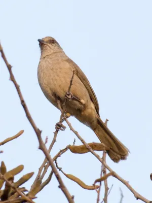File:Pycnonotus blanfordi - William Stephens - 63644295.jpeg