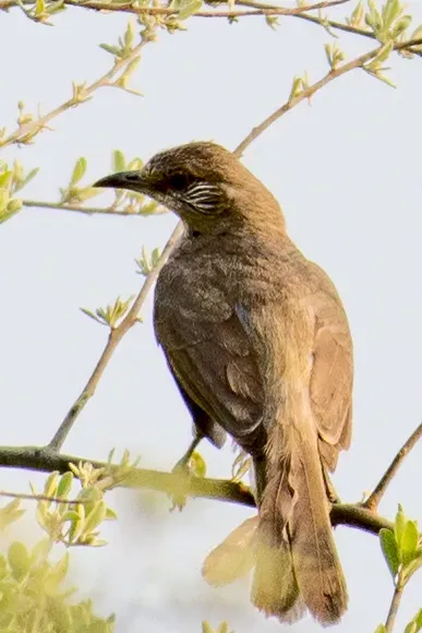 File:Pycnonotus blanfordi - William Stephens - 63644280.jpeg